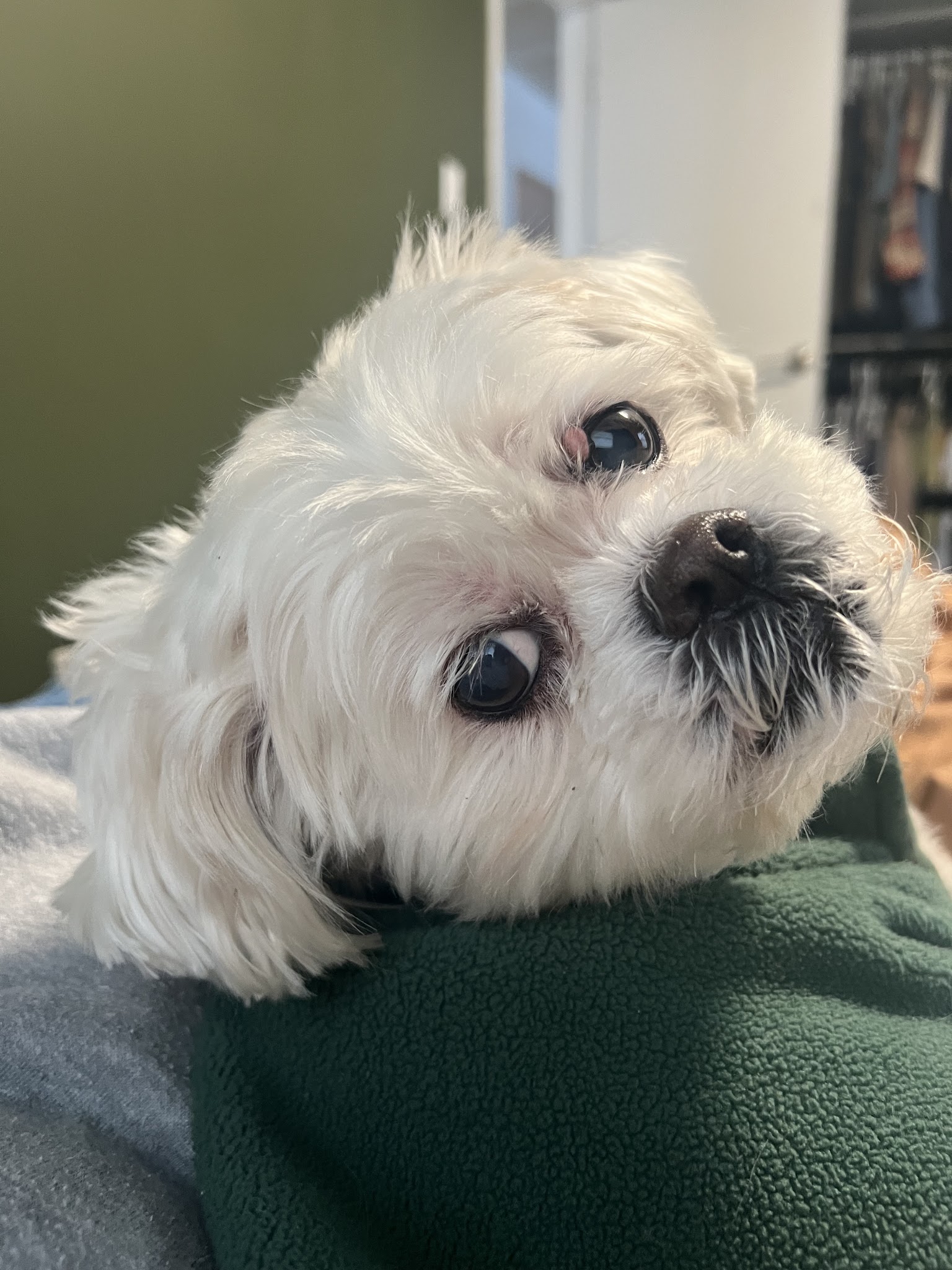 Teddy